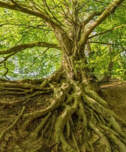 arbre-racines-immenses